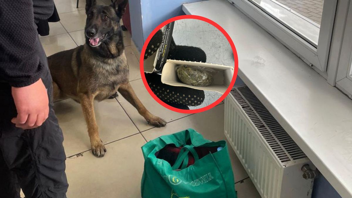 Chcieli jechać z narkotykami przez granicę z Polską