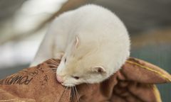 Szczepionka na COVID-19 dla norek? Ministerstwo opublikowało oświadczenie