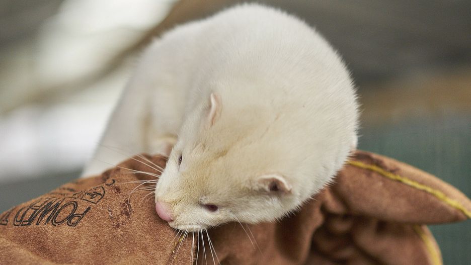 Koronawirus. Badania nad szczepionką na COVID-19 dla zwierząt