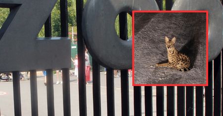 Dziki kot na wolności w Polsce. Zoo reaguje. "Wzywamy odpowiednie służby"