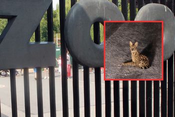 Dziki kot na wolności w Polsce. ZOO reaguje. "Wzywamy odpowiednie służby"