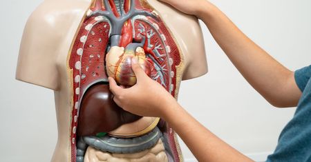 Klasówka z anatomii człowieka. Uczeń sobie poradzi. A ty?