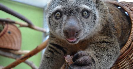 Wrocław. Koronawirus. Dramat w ZOO. Wszyscy pospieszmy z pomocą