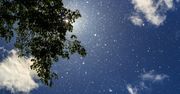 Pogoda dla alergików. Co teraz pyli w Starachowicach? Sprawdź kalendarz pyleń na 2025