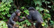 "Wojna domowa" szympansów. Niepokojąca obserwacja badaczy