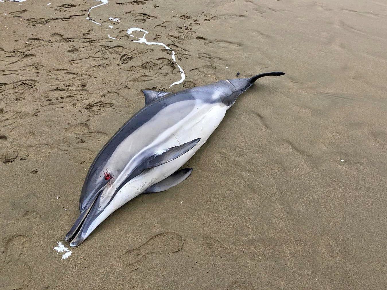 Delfiny 