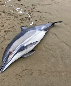 "Bezprecedensowy wzrost zgonów". Te zwierzęta giną przez wojnę