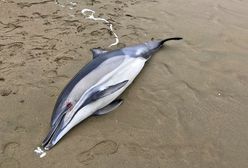 "Bezprecedensowy wzrost zgonów". Te zwierzęta giną przez wojnę