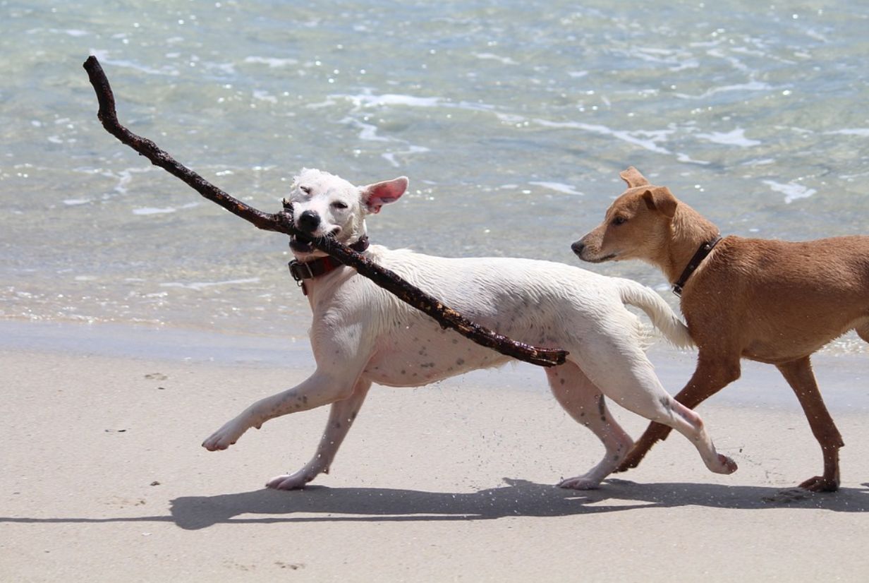 Radni w Ustroniu Morskim nie chcą psów na plaży. RPO: to niezgodne z prawem