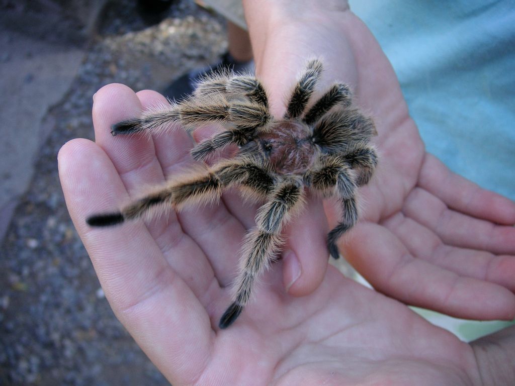 Tarantule zawstydziły Spider-Mana 3