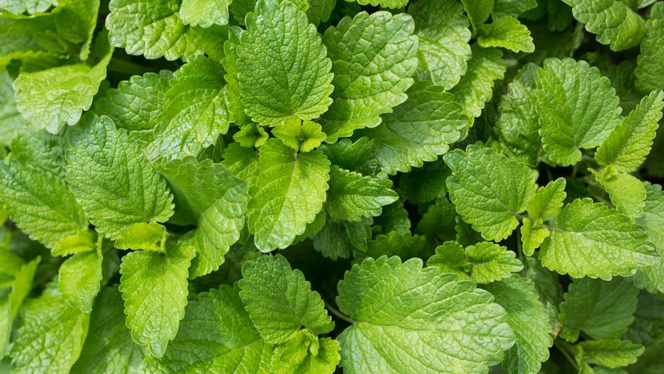 Świeże liście melisy są nie tylko zdrowe, ale także bardzo smaczne 