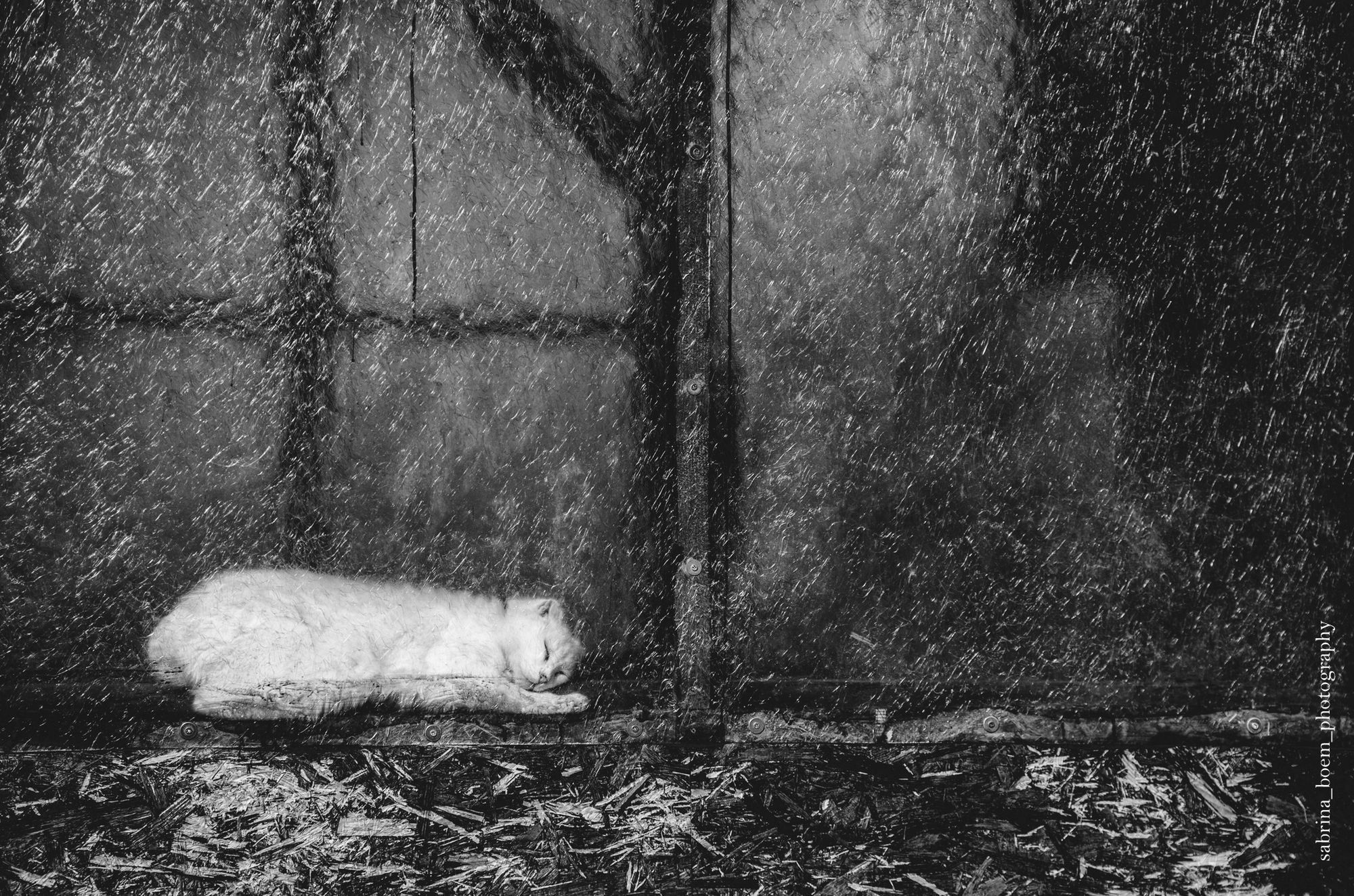 Sabrina Boem oddaje cześć bezdomnym i opuszczonym kotom w swoim projekcie fotograficznym 4