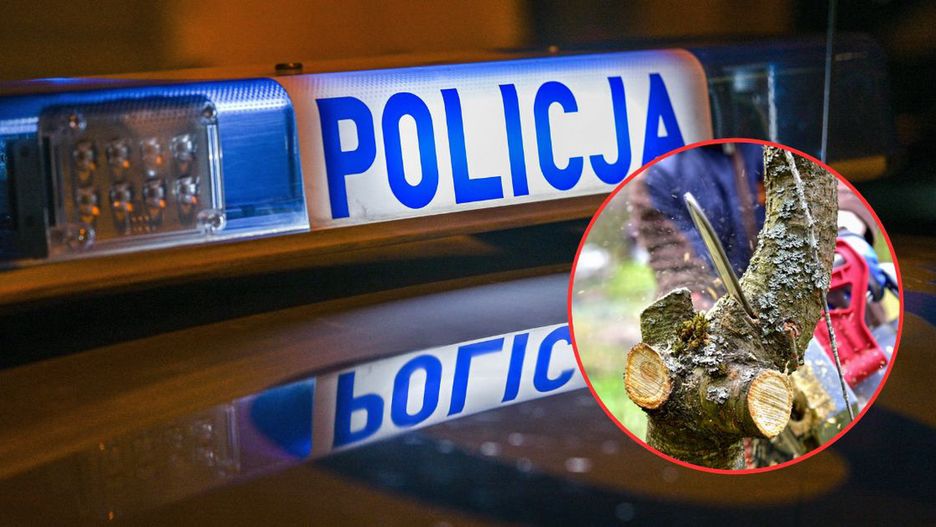 Policja, wycinka drzew