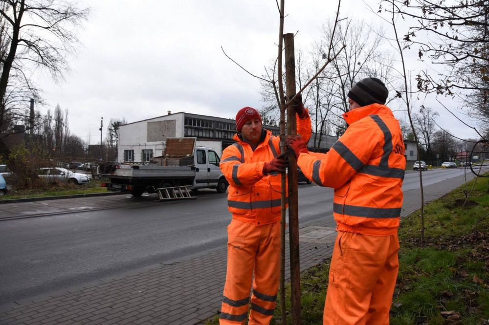 Wzdłuż ul. św. Elżbiety w Bytomiu zasadzone zostaną klony pospolite.