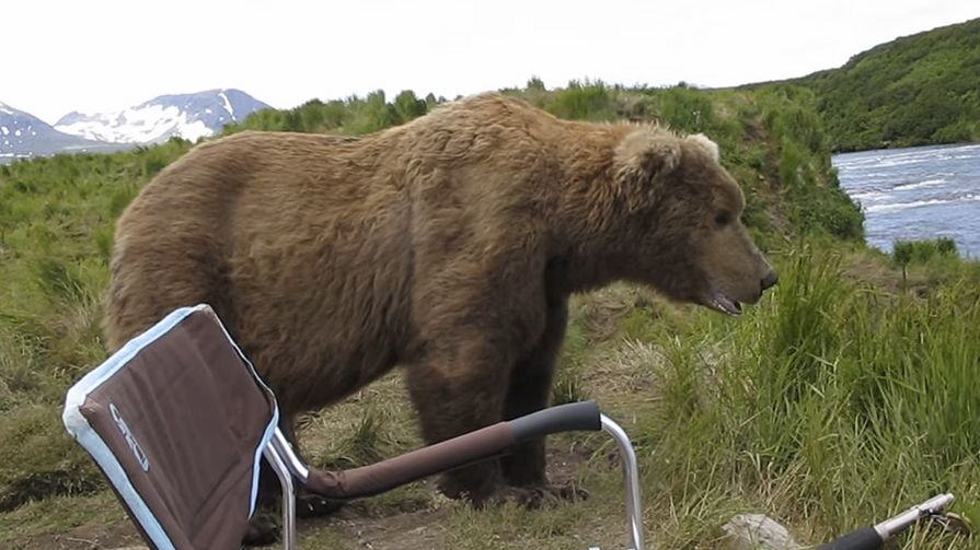 Fotograf przeżył chwilę grozy. Zobacz, jak blisko podszedł do niego niedźwiedź 1
