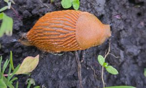 Rozsyp zamiast soli. Ślimaki uciekną co do jednego