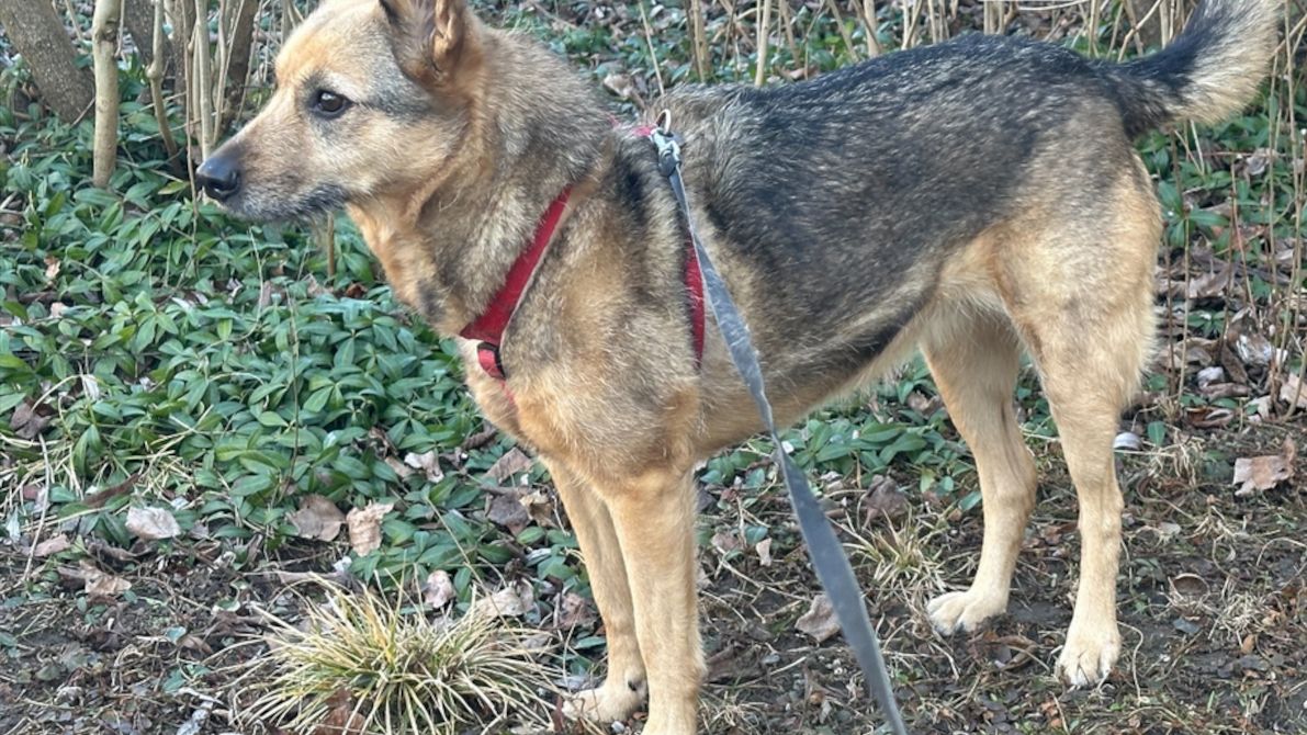 Zatrucia psów w mokotowskim parku.