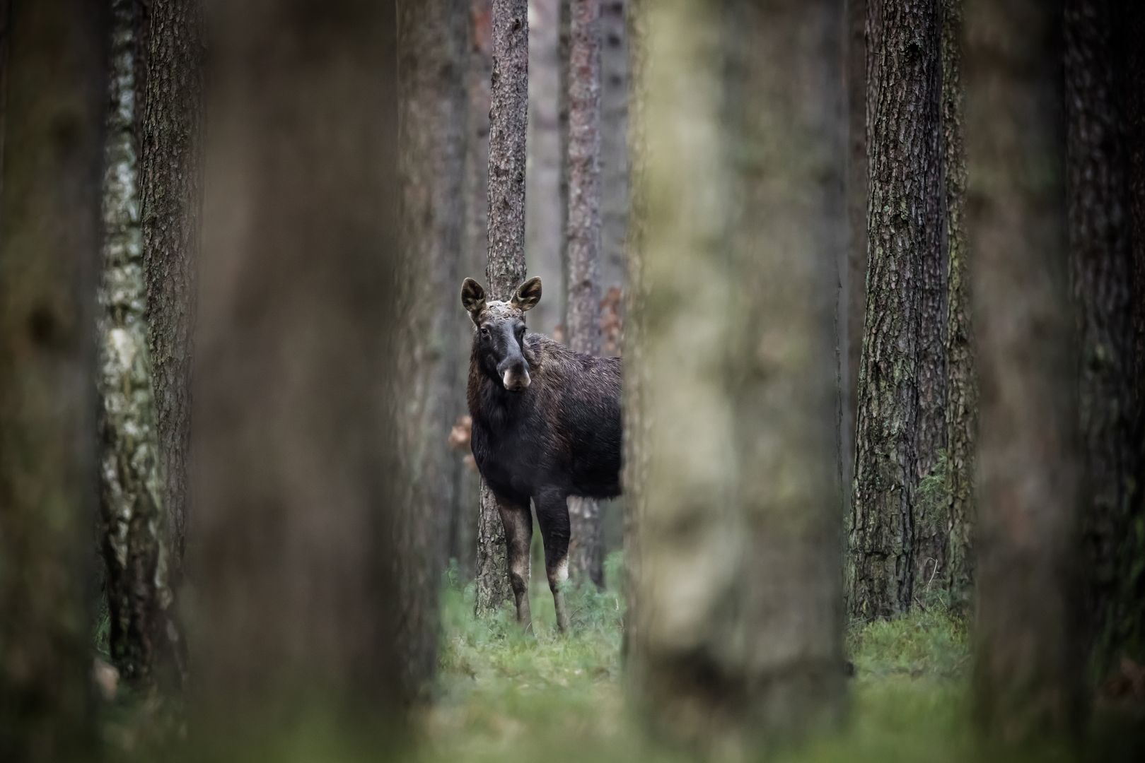 Łoś w naturalnym środowisku - zdjęcie ilustracyjne