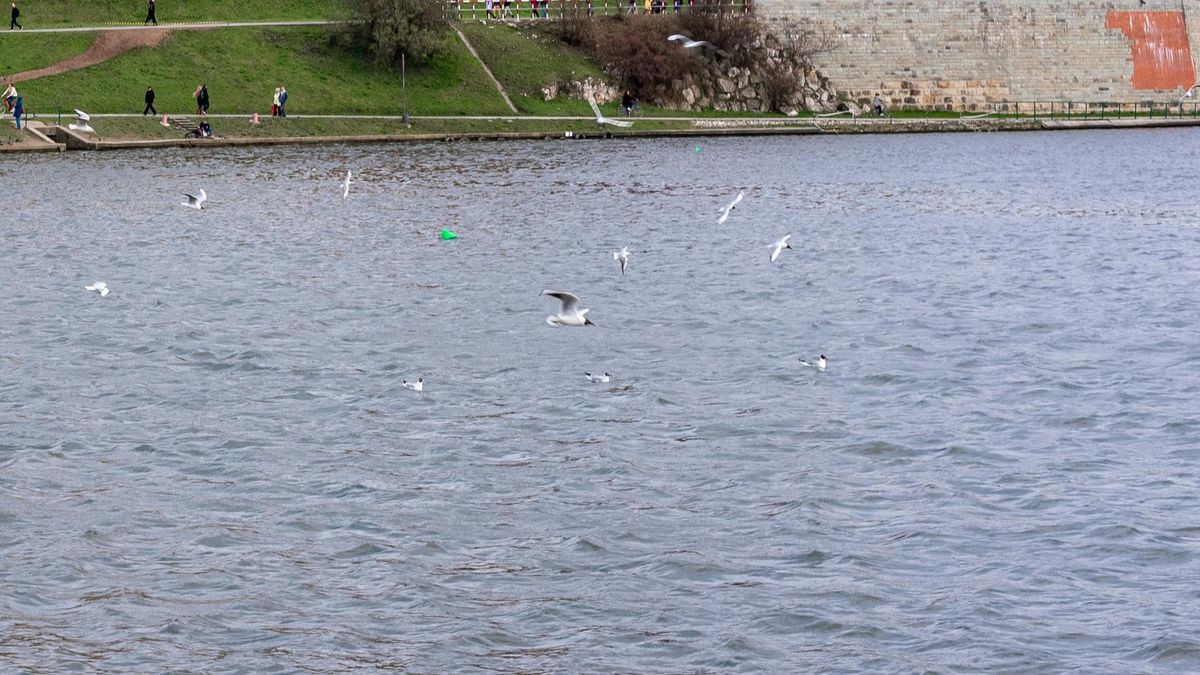 Wzrosło zasolenie Wisły 