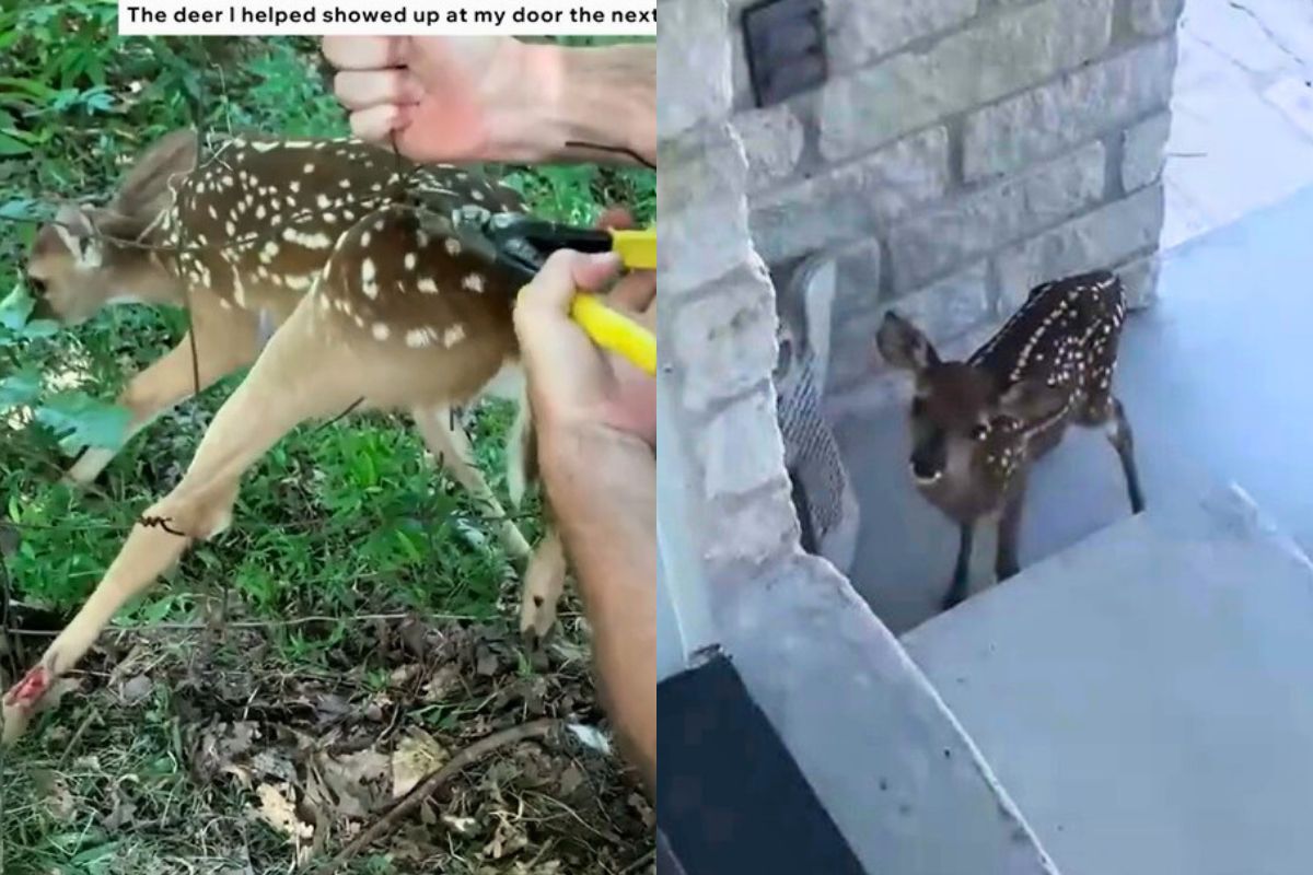 Ta opieka nad jelonkiem łapie za serce 