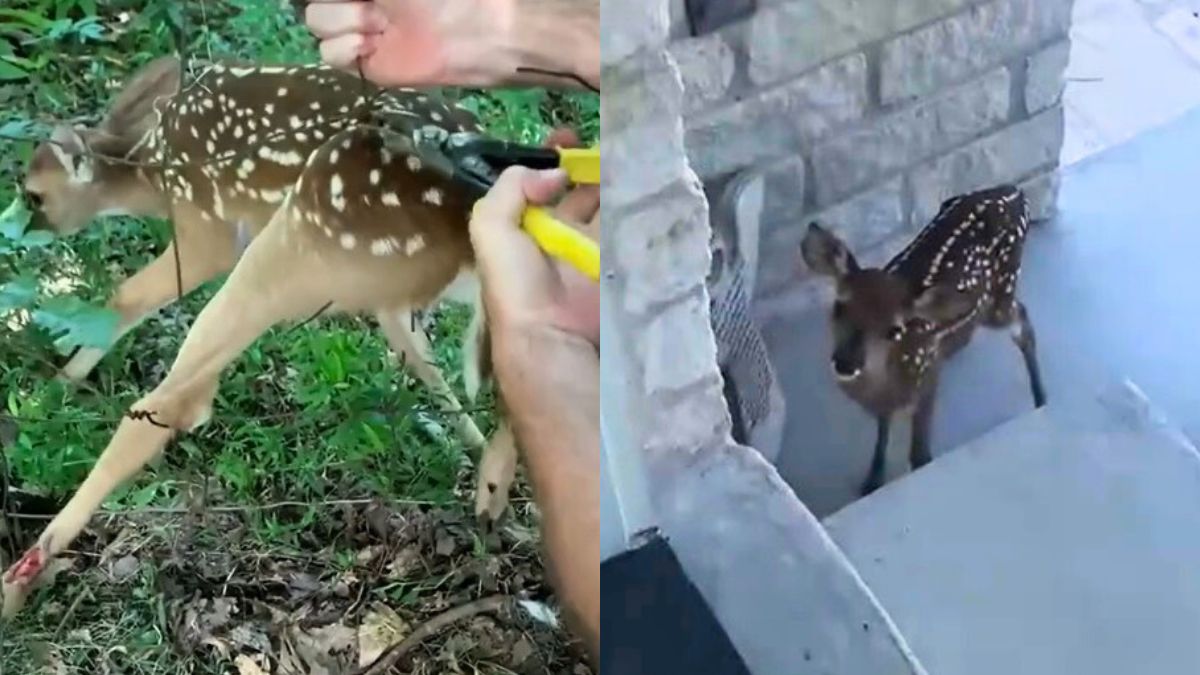 Ta opieka nad jelonkiem łapie za serce 