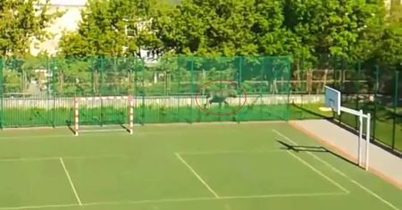 Łosie na ulicach Lublina. Dwa udało się złapać, jeden nie przeżył [WIDEO]
