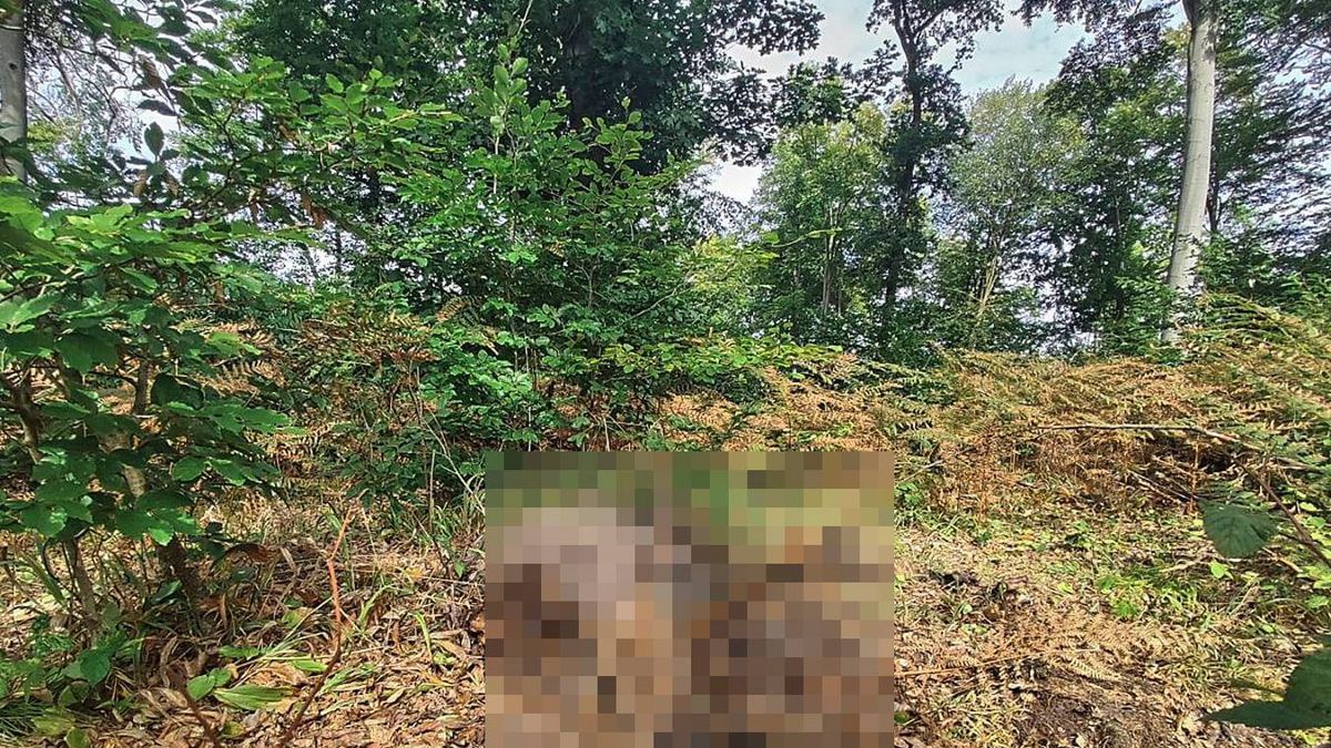 Resztki z uczty wilków. 