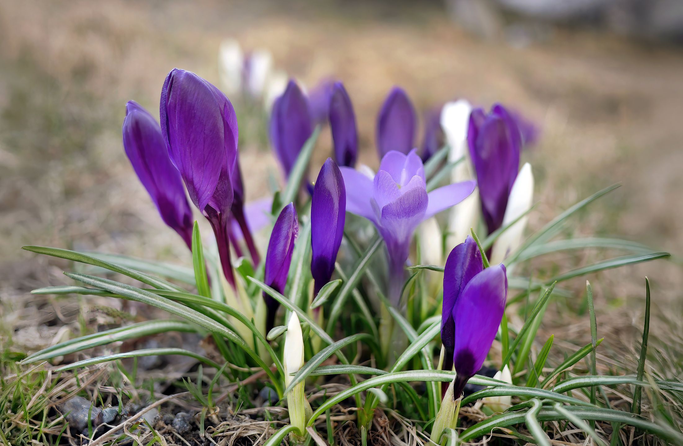 Krokusy