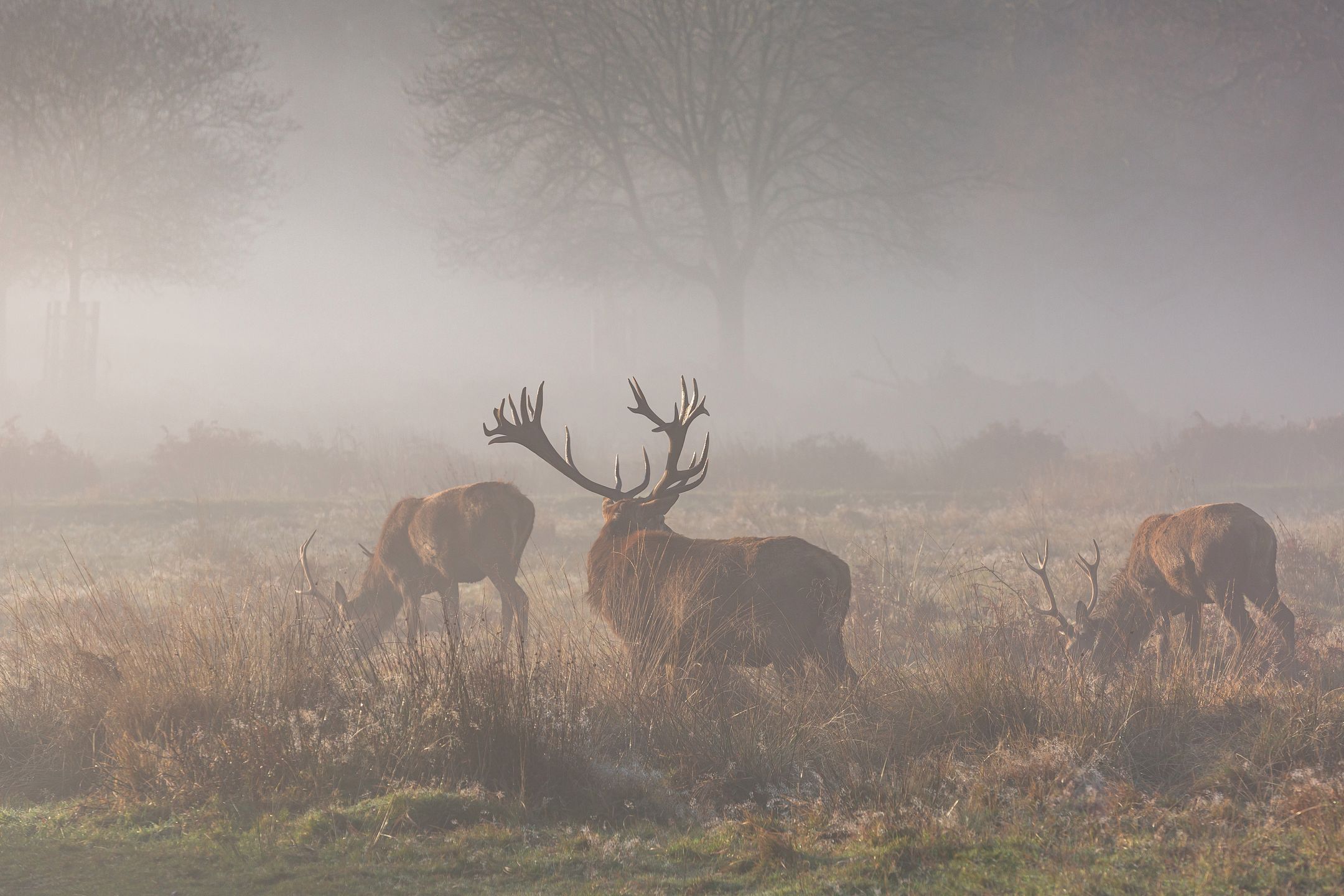 Dwoje Polaków fotografuje jelenie w Londynie 16