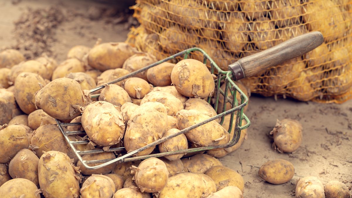 Do pełnego sezonu na młode ziemniaki brakuje jeszcze 2-3 tygodni