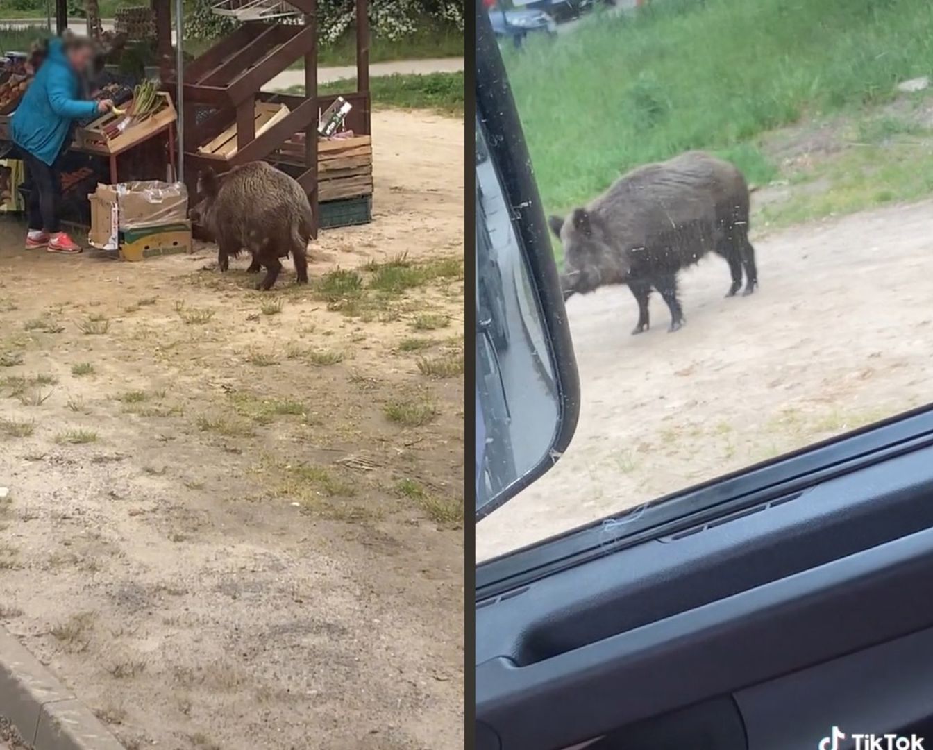 Nagranie z Gdańska. Sprzedawczyni kontra namolny dzik. Boki zrywać