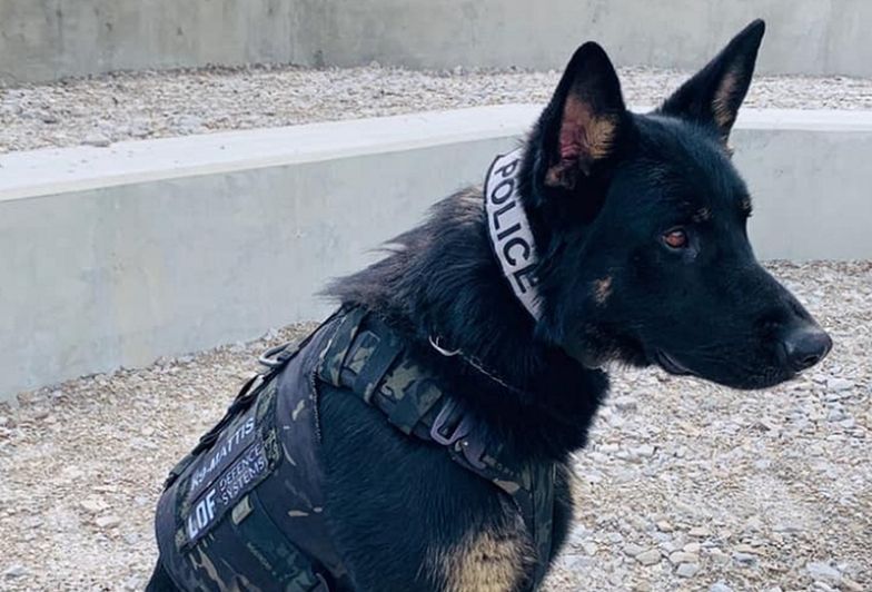 USA. Policjanci oniemieli, widząc co znalazł ich pies