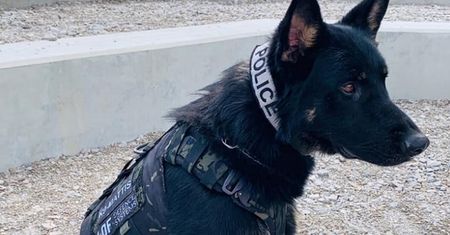 USA. Policjanci oniemieli, widząc co znalazł ich pies