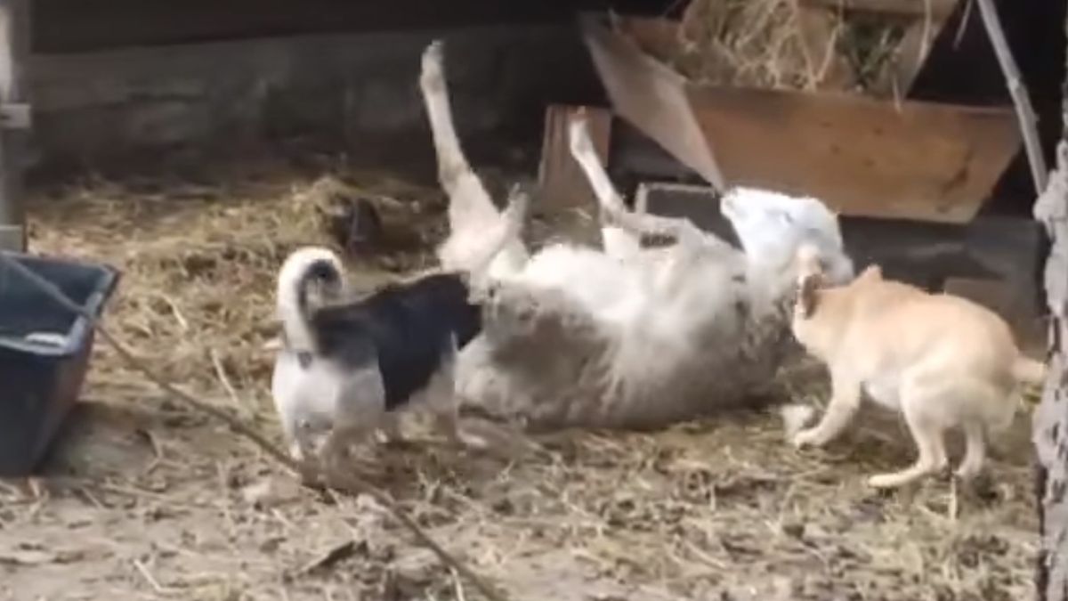 Psy zaatakowały owcę w szopce bożonarodzeniowej 