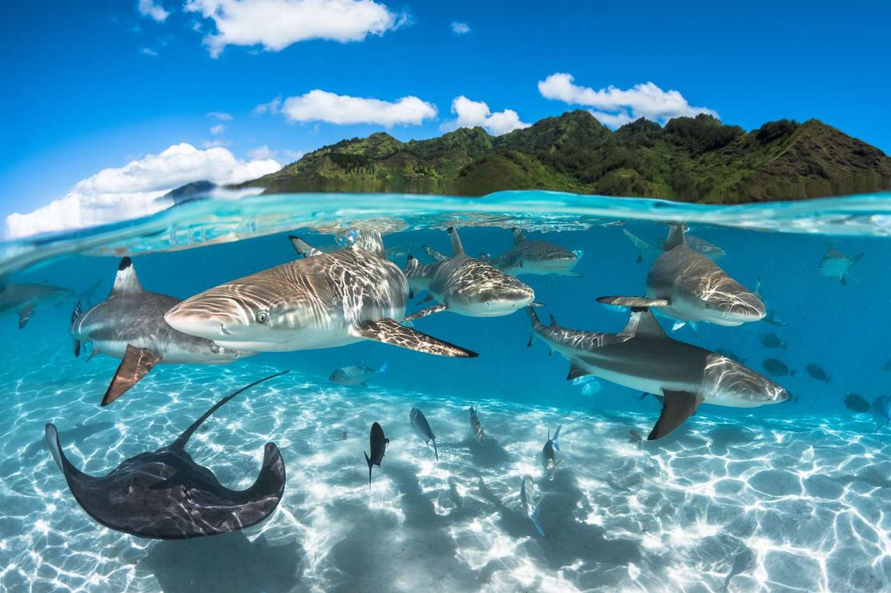 UK Underwater Photographer of the Year jest jednym z najbardziej prestiżowych konkursów fotografii podwodnej na świecie z tradycjami sięgającymi 1965 roku. Jest kierowany do miłośników ujawniania tego, co nieznane i piękne – tajemnic skrywanych pod taflą wody.