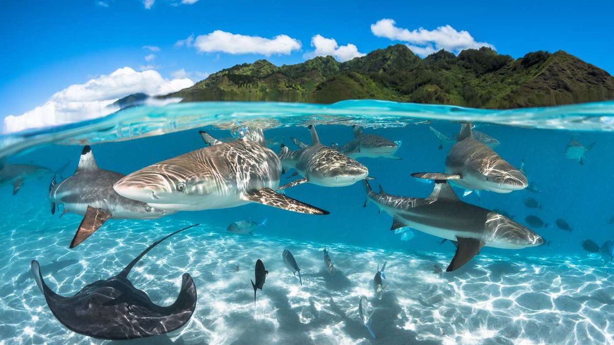 Natura z perspektywy, której sam nie zobaczysz. Oto najlepsze fotografie świata wykonane pod wodą 1