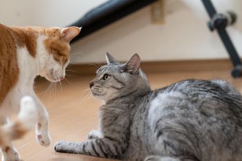 Twoje koty się nie dogadują? Zrób to, a rozwiążesz problem