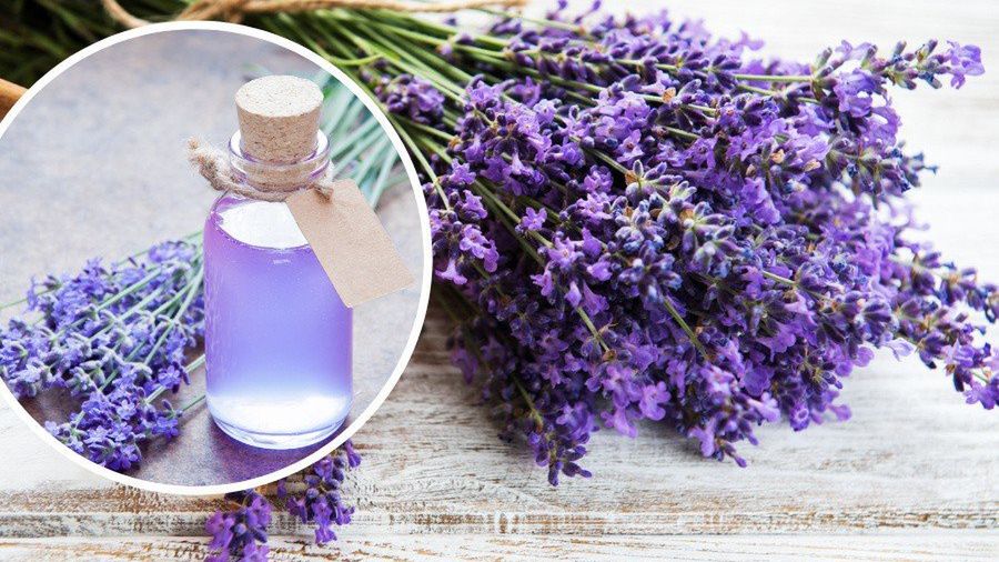 Nalewka lawendowa pomaga przy migrenach, stresie i bolesnym miesiączkowaniu. Podajemy przepis na aromatyczną nalewkę z kwiatów lawendy