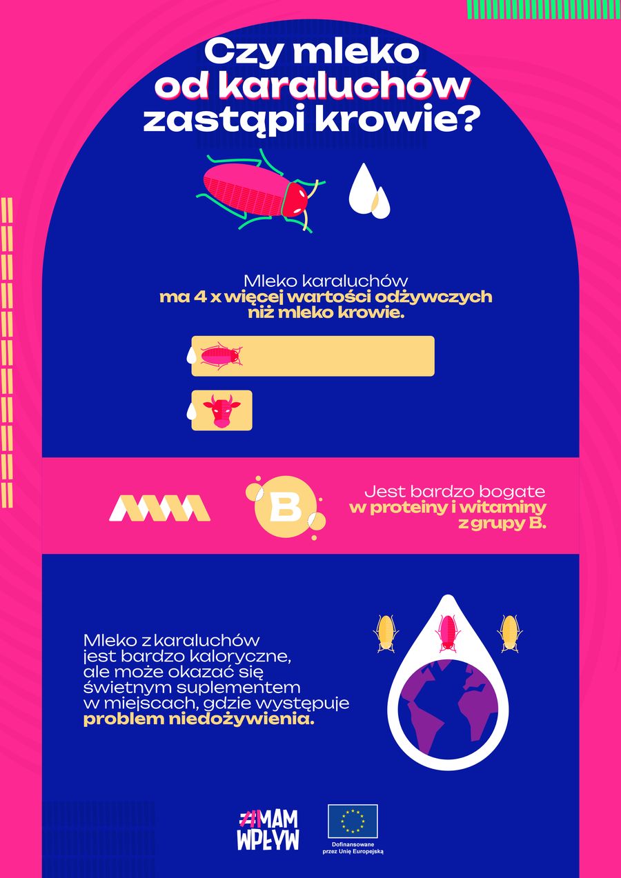 Czy mleko od karaluchów zastąpi krowie? Infografika