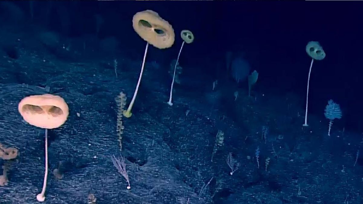 Kolonie gąbek, przywodzących na myśl istoty pozaziemskie, zostały odkryte na dnie Pacyfiku.