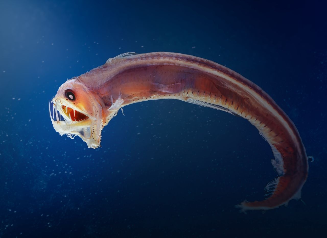 Sloane's viperfish is a fish with the largest teeth