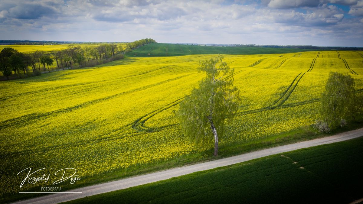 Rzepak, Gmina Szydłowo, dron, wiosna