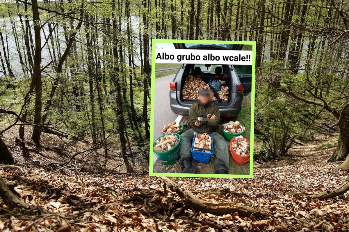 "Albo grubo, albo wcale". Setki grzybów. Grzybiarz zapozował ze zbiorami