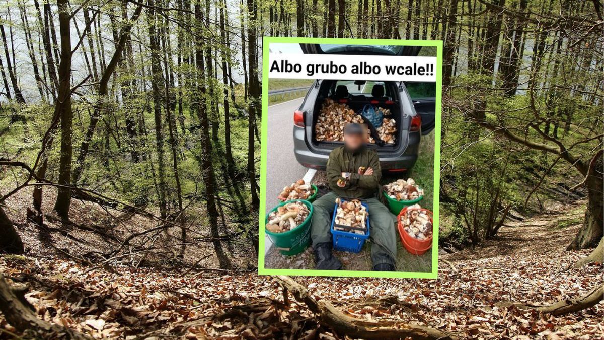Grzybiarz pochwalił się zbiorami. Las wyjątkowo obrodził