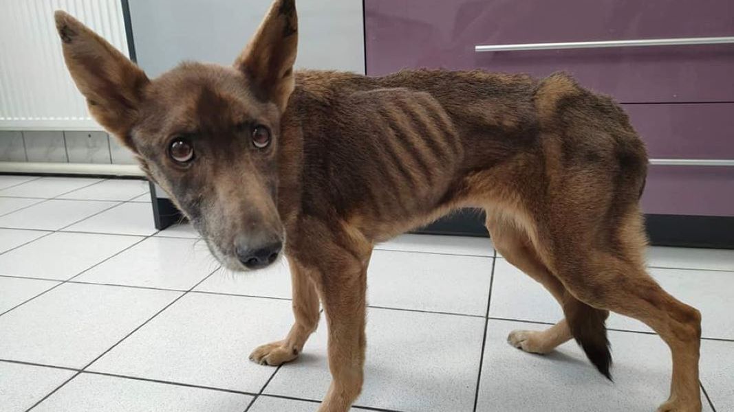 Pies był skrajnie wychudzony 