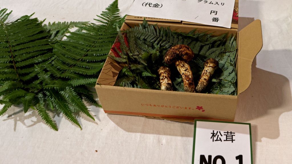 Grzyby Matsutake często są wręczane nowożeńcom jako prezent 