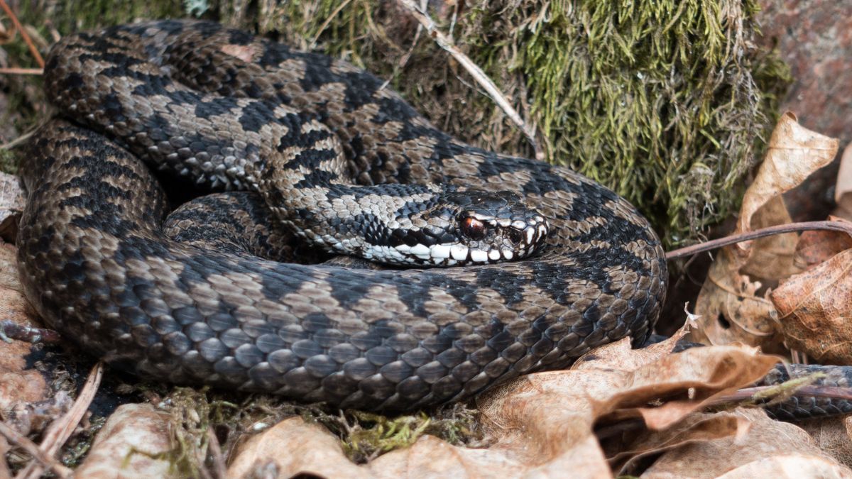 Żmija zygzakowata w lesie.
