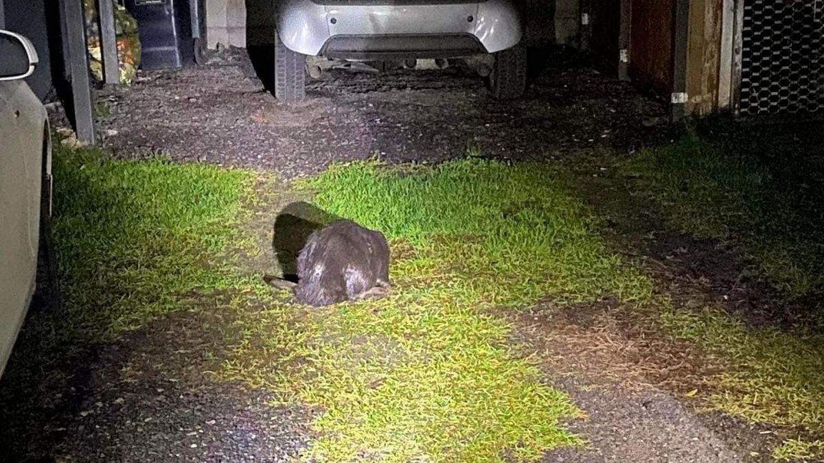 Bóbr znajdował się na terenie jednej z posesji w Szamocinie