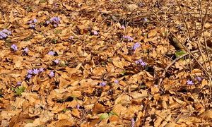 "Cud natury". Ale sypnęło. Leśnik aż zaczął nagrywać