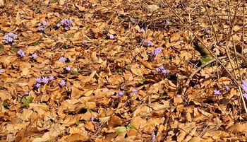 "Cud natury". Ale sypnęło. Leśnik aż zaczął nagrywać